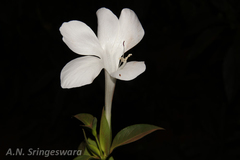 Barleria grandiflora